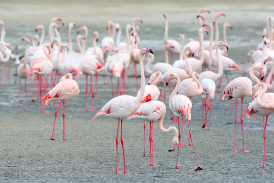 A large flock of pink flamingo feeding on the shore