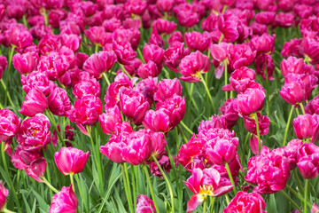 purple tulip flower field in the garden