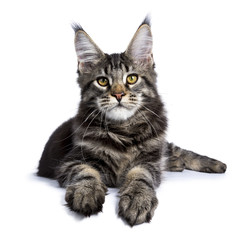 Black tabby maine coon cat kitten laying facing front isolated on white background