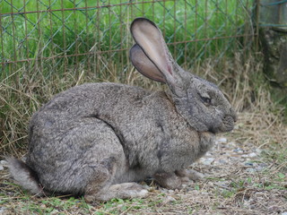 rabbit in the cage