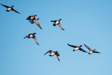 Eurasian Wigeon, Wigeon, Duck, Anas Penelope