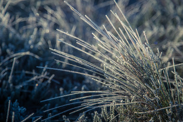 A beautiful closeup of a frozem sedge grass in wetlands. Icy grass in the morning light in fall. Swamp scenery in cold morning in Latvia.