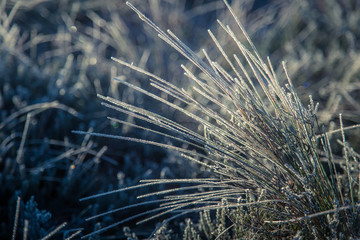 Fototapeta premium A beautiful closeup of a frozem sedge grass in wetlands. Icy grass in the morning light in fall. Swamp scenery in cold morning in Latvia.