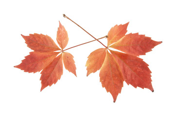 autumn leaves of grapes isolated on white background