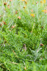 Wild sparrow bird hiding amongst green vegetation plants