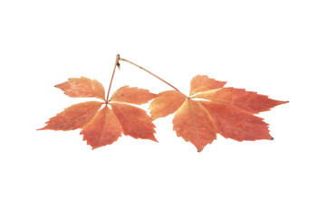 autumn leaves of grapes isolated on white background