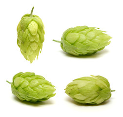Hop cone collection isolated on white background