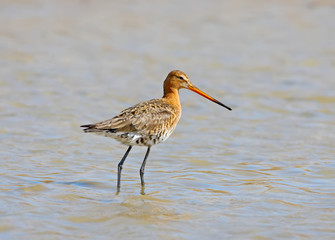 A picture of a black-tailed godwitstands in the water 
