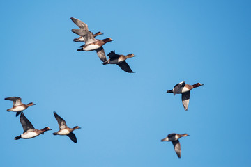 Eurasian Wigeon, Wigeon, Duck, Anas Penelope