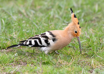 Close up photo of hoopoe feeding on the ground with a grass
