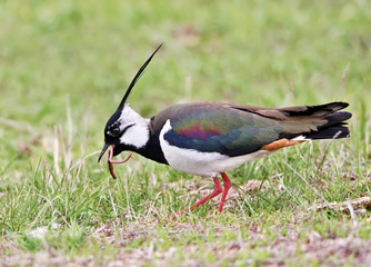 Close up photo of lapwing eating a red worm 