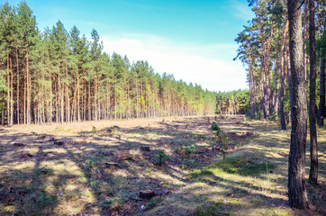Deforestated forest in the middle of a forest.