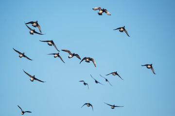 Eurasian Wigeon, Wigeon, Duck, Anas Penelope
