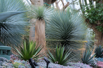 Unusual round plant with needles in Gardens By The Bay