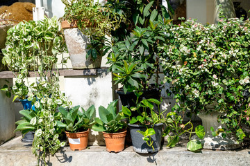 Outdoor flower pots with tropical succulent plants. Streets of Bangkok with flowers, Thailand.