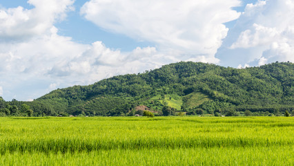 country road and green meadow