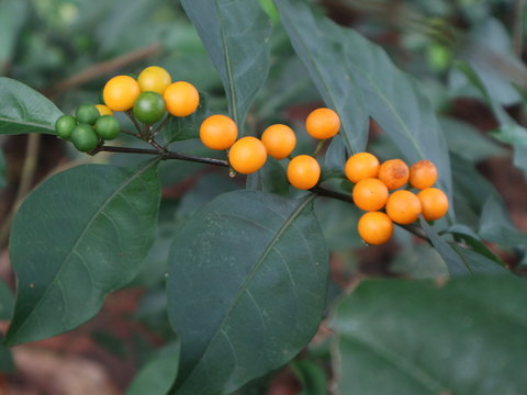 Healthy fruit from the village farmers
