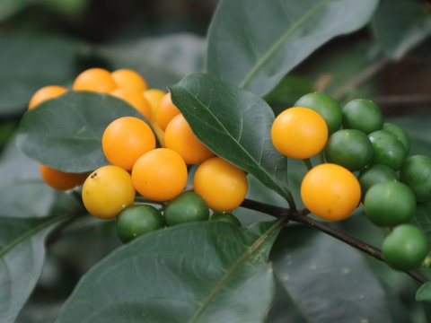 Healthy fruit from the village farmers
