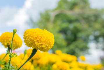 Marigold flowers so beautiful on bokeh background
