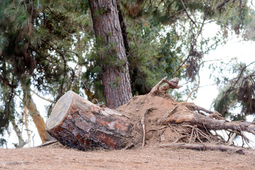 Fototapeta premium Tree stump fallen