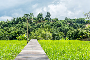 Wooden bridge over rice field to forest