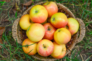 Harvesting juicy ripe apples in the garden