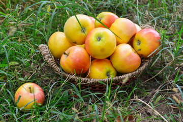 Harvesting juicy ripe apples in the garden