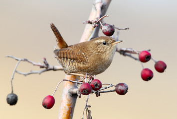Eurasian wren on the tree with berries close up portrait