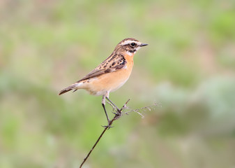 Close up portrait of  female whinchat (Saxicola rubetra) in breeding plumage isolated on blurry green background