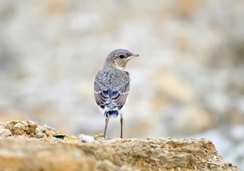 Alone chick of the northern wheatear or wheatear (Oenanthe oenanthe) looking at camera