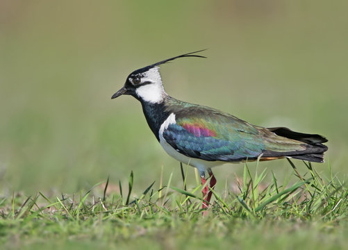 Close up portrait of lapwing in breeding plumage isolated on blurry green background