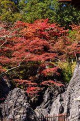石山寺の紅葉