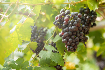Fototapeta premium Ripe grapes in fall Ripe grapes growing at wine fields