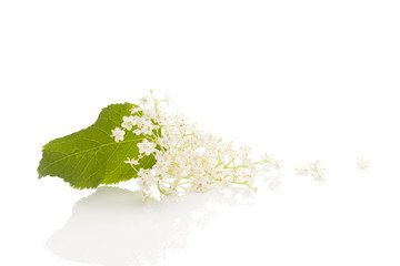 Elderberry flower blossoms with reflection