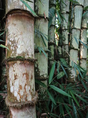 Autumn trees in the forest with green foliage and a footpath
