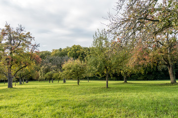 Fototapeta na wymiar Streuobstwiese im Herbst