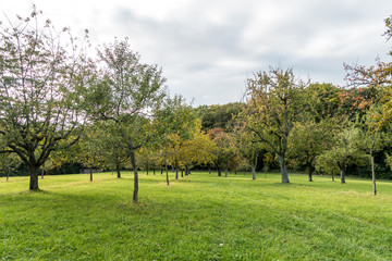 Streuobstwiese im Herbst