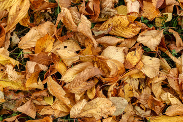 Autumn leaves