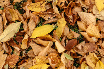 Autumn leaves