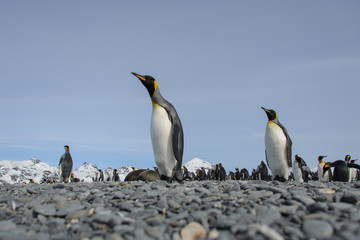 Fototapeta premium King penguin