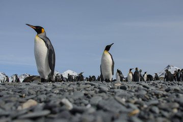 King penguin