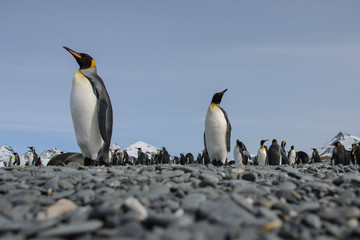 Obraz premium King penguin