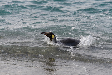 King penguin going from sea