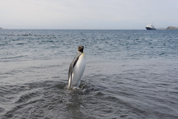 Naklejka na ściany i meble King penguin going from sea