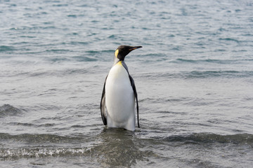 Fototapeta premium King penguin going from sea