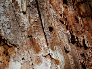 texture vieux bois