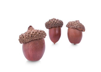  acorns on a white background ,close up