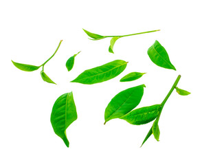 tea leaf isolated on white background