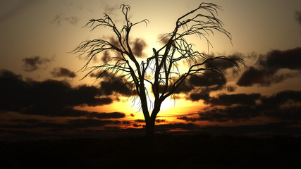 Fototapeta na wymiar tree on field sunrise