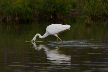 mirorred great white egret (egretta alba) with head plunged in water